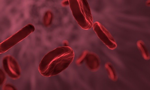 microscopic image of red blood cells